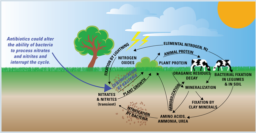 Crash Course: Nitrogen and Phosphorus Cycle Guided Viewing Worksheet